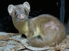 thehiddenweasel Avatar