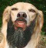 osamabroladen Avatar