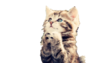 thelastuchiha Avatar