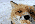 foxicon Avatar