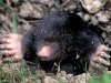 dr mole Avatar