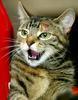 conspiracycat Avatar