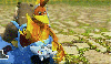banjoandkazooie Avatar