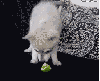 ballsassfuckshit Avatar