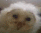 theowlofmongrel Avatar