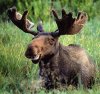 majesticmoose Avatar