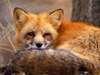 littlebigfox Avatar