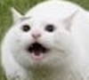 yowutis Avatar