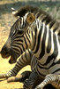 zebragirl Avatar