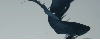 betta Avatar