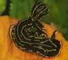 JktheSeaslug Avatar