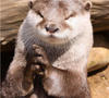 cannibalotter Avatar