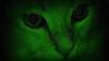 midnightprowler Avatar