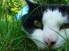 ihatekats Avatar