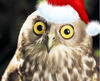 uniowl Avatar