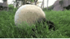 lovinthepandas Avatar