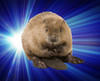 theimmortalbeaver Avatar