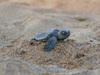 turtlemafia Avatar
