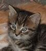 ilovekitties Avatar