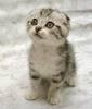 captchacat Avatar