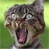 TheElectricCat Avatar