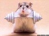 tehhamster Avatar