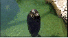 thesealhole Avatar