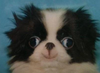 xxjpooxx Avatar