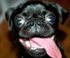 jesjess Avatar