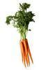 snapcarrot Avatar