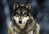 EpicWolf Avatar