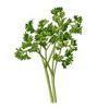 celebralparsley Avatar