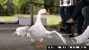 theaflackduck Avatar