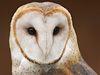 awiseoldowl Avatar
