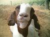 imstillagoat Avatar