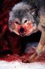 wolfgrl Avatar