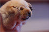 otterpower Avatar