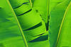 bananaleaves Avatar