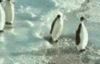 saucepenguin Avatar