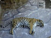 verylazytiger Avatar
