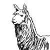lordalpaca Avatar