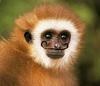 terriblemonkey Avatar