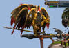 bloodcaptain Avatar