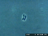 bacteria Avatar