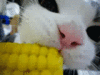 bananaboob Avatar