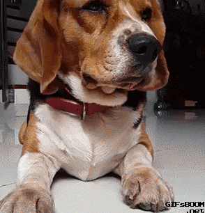 Daily Cute. .. from what i remember this is actually a FJ user