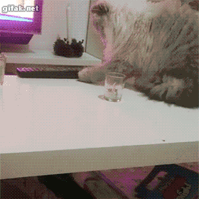 Dogs+are+better_87f488_5450682.gif