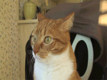 Dramatic+cat+2013+gif+animated+gif+from+
