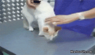 dumnping cool gifs part 2. my favorite one of them all not exactly efficient, but it looks cool ur an faget raawr.