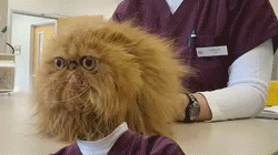 Looped. Stolen directly from funnyordie.com Smooth Criminal.. Roller coaster tycoon 2 in a shellnut